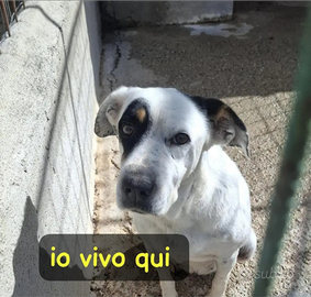 Fiorella 14ANNI DI CANILE E DI NULLA CALABRIA