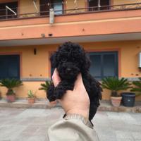 Barboncino mini toy nero maschietto