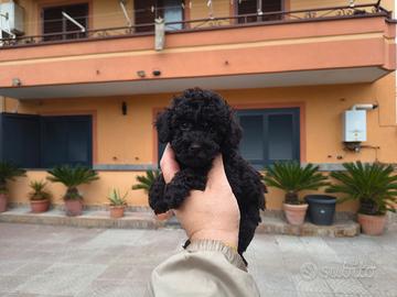 Barboncino mini toy nero maschietto