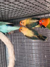 Agapornis Fischer  Yellow Face opalino euwing