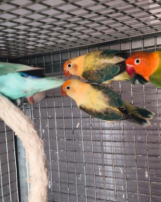 Agapornis Fischer  Yellow Face opalino euwing