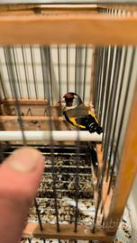 Cardellino padre e canarina