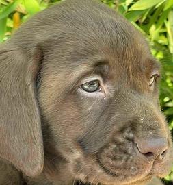 Cuccioli di chocolat l'abrader