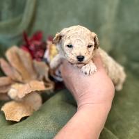 Barboncini Maschietti Toy e mini Toy