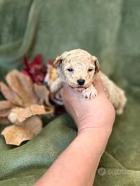 Barboncini Maschietti Toy e mini Toy