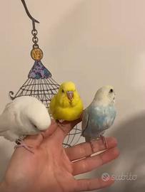 Cocorite allevate a mano