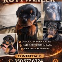 Venduta cuccioli di rottweiler