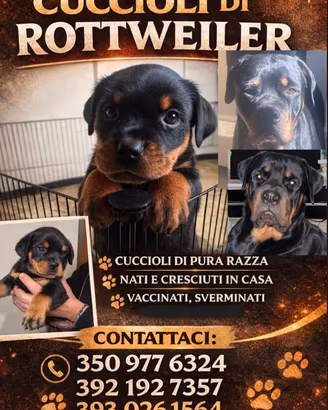 Venduta cuccioli di rottweiler