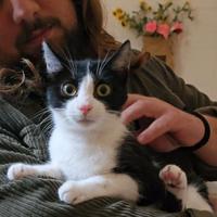 Micina Musina adozione