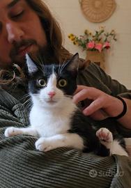 Micina Musina adozione