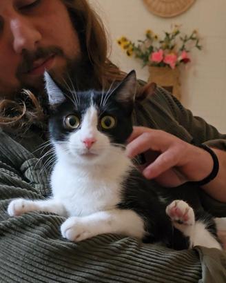 Micina Musina adozione