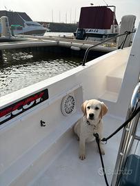 Cuccioli di labrador con pedigree