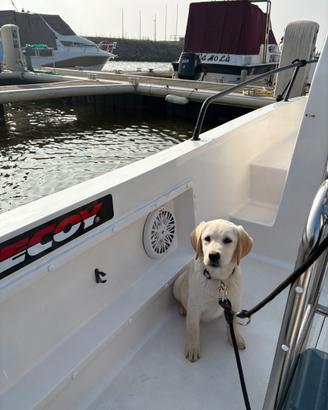 Cuccioli di labrador con pedigree