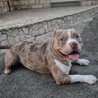 American Bully pocket