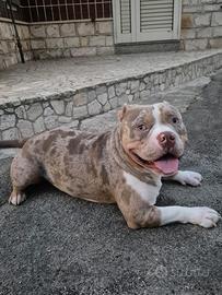 American Bully pocket