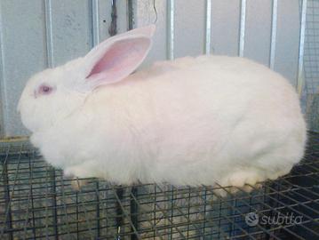 Conigli bianca di nuova zelanda