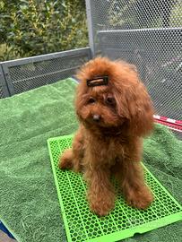 Barboncino maschio, 9,5 mesi, 24 cm Pedigree Enci