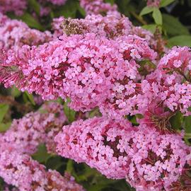 Pianta buddleja davidii rosa h 20 25 cm vaso 14