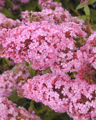 Pianta buddleja davidii rosa h 20 25 cm vaso 14