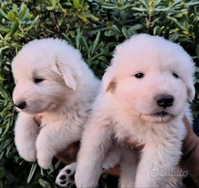 Cuccioli di maremmano abbruzzese