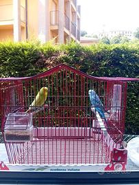 Due parocchi Australiani femmine