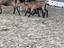 Immagine 5