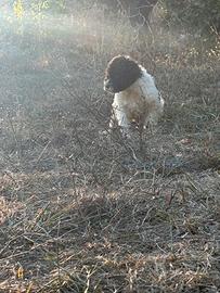Cuccioli di Lagotto romagnolo