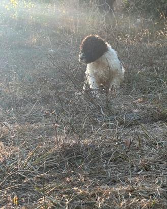 Cuccioli di Lagotto romagnolo