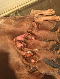 Dobermann cuccioli