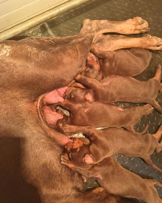 Dobermann cuccioli