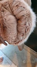 pelliccia petit gris