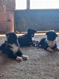 Cuccioli di border collie