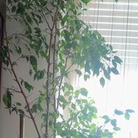Ficus Benjamin