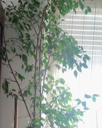 Pianta Ficus Benjamin