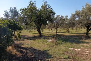 terreno