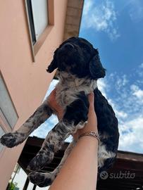 Cucciolo Breton Épagneul 2 1/2 mesi