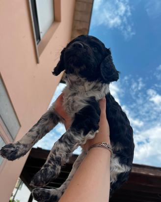 Cucciolo Breton Épagneul 2 1/2 mesi