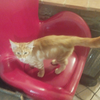 Maine Coon