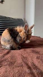 Coniglietta testa di leone