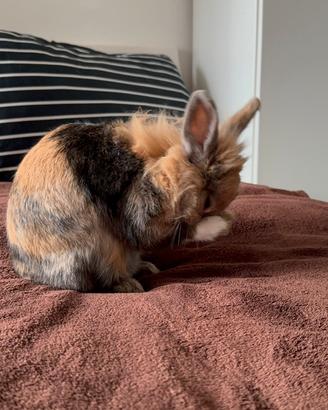 Coniglietta testa di leone