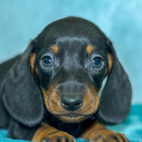 Bassotto kaninchen nero focato