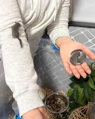 Cuccioli di mini ghiro africano