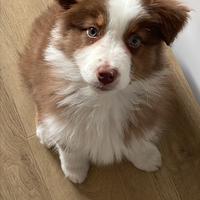 Pastore australiano red tricolor con pedigree enci