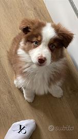 Pastore australiano red tricolor con pedigree enci