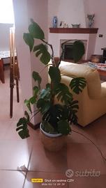 pianta di monstera con vaso