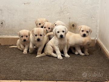 Labrador cuccioli