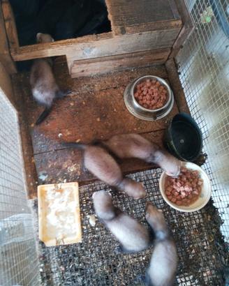 Furetti