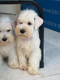 Cucciolo schnauzer nano bianco