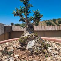 Bonsai di olivastro