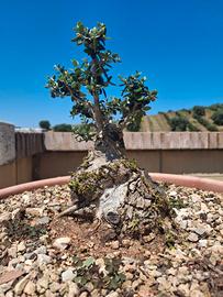 Bonsai di olivastro